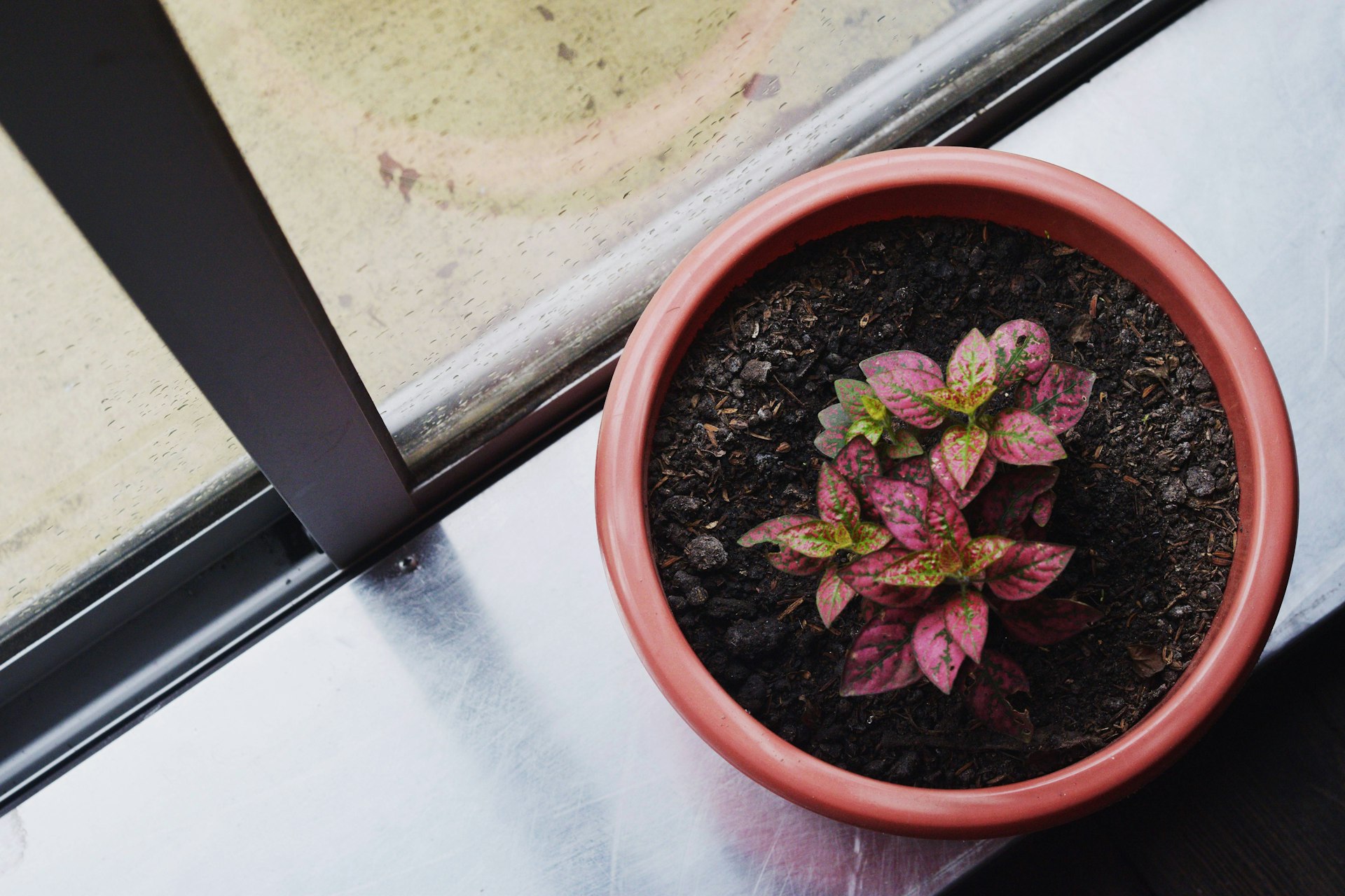 a potted plant sitting on top of a window sill