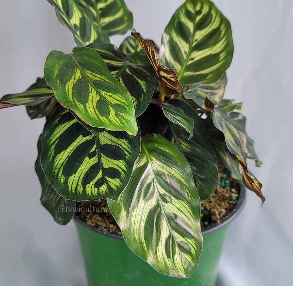 Calathea Makoyana