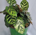 Calathea Makoyana