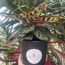 Calathea Makoyana
