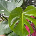 Monstera Deliciosa