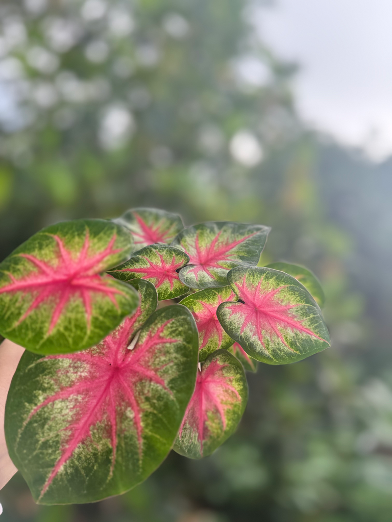 Caladium