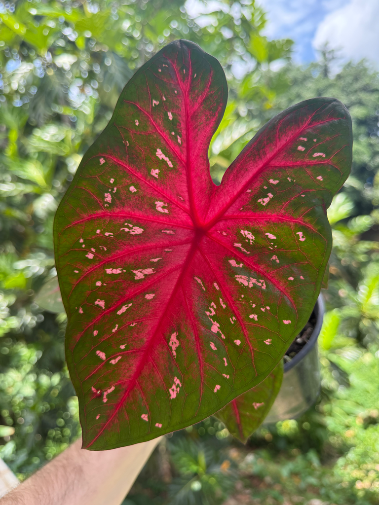 Caladium
