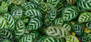Calathea Makoyana