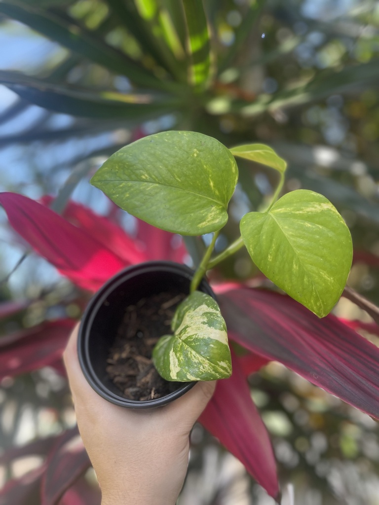 Epipremnum Aureum 'Golden Pothos'