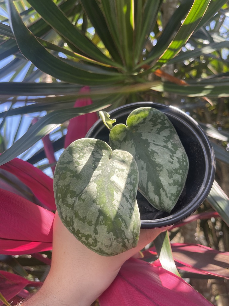 Scindapsus Pictus 'Silver Pothos'