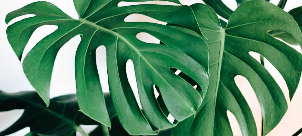 Monstera Deliciosa