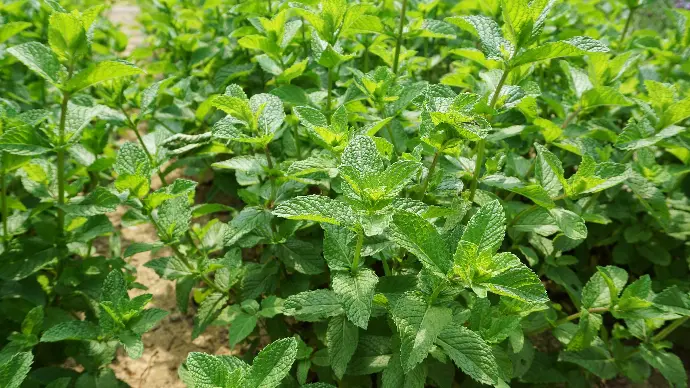 Mentha Spicata 'Spear Mint'