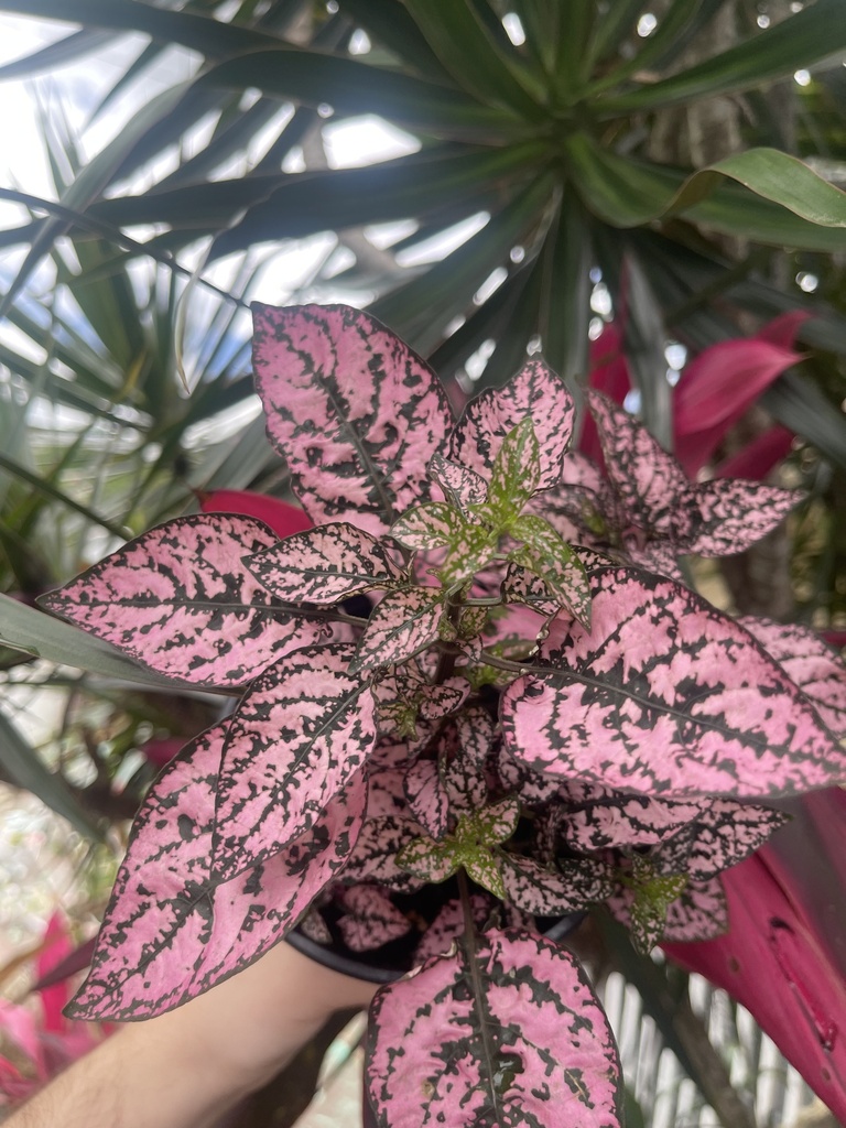 Hypoestes Phyllostachya