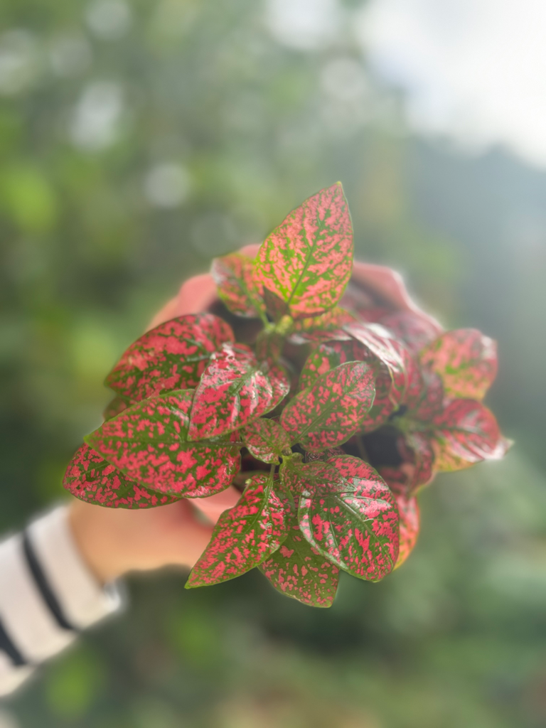 Hypoestes Phyllostachya (Polka Dot)