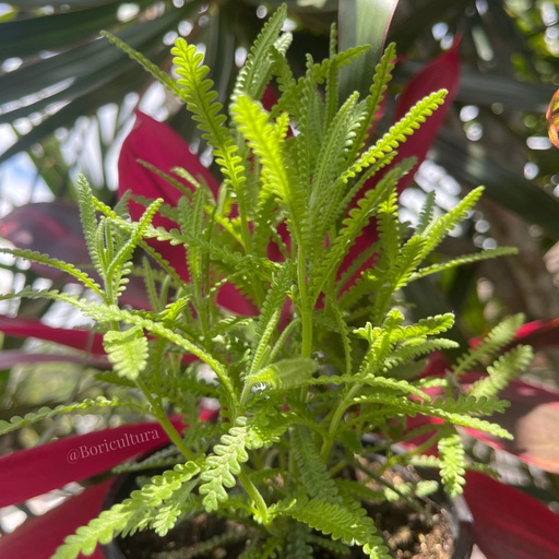 Lavandula Dentata