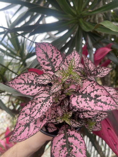 Hypoestes Phyllostachya