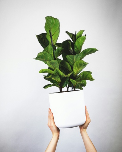 Ficus Pandurata
